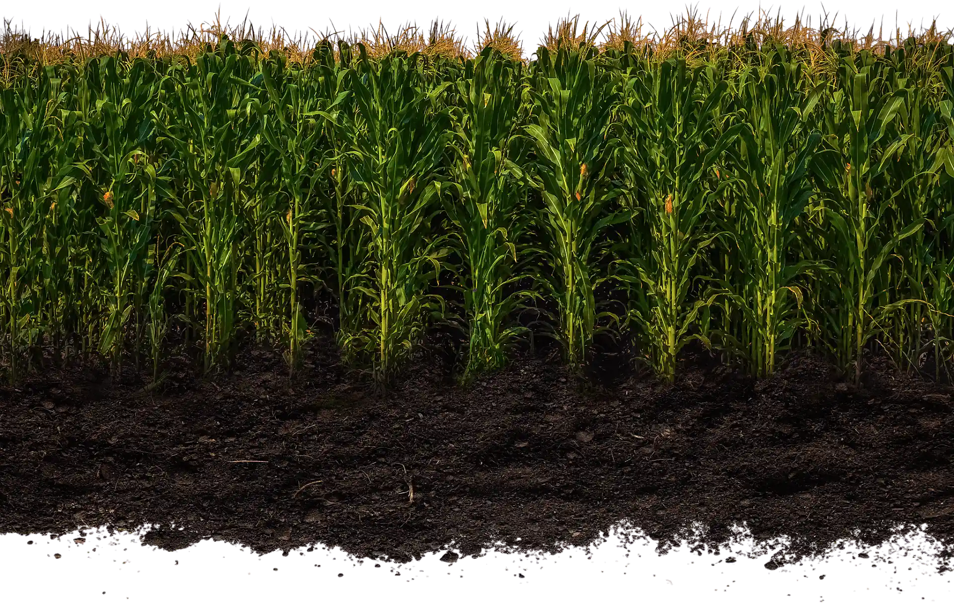 A depiction of healthy rows of corn